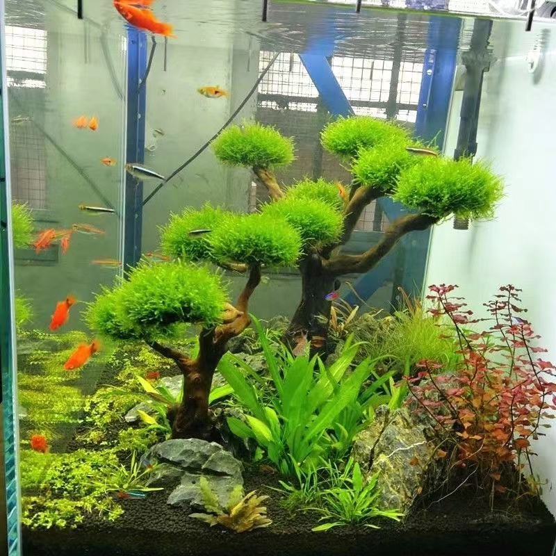 Aquarium Planted Wood - Aksesori Kerangka Pohon Lumut Aksesori Kayu