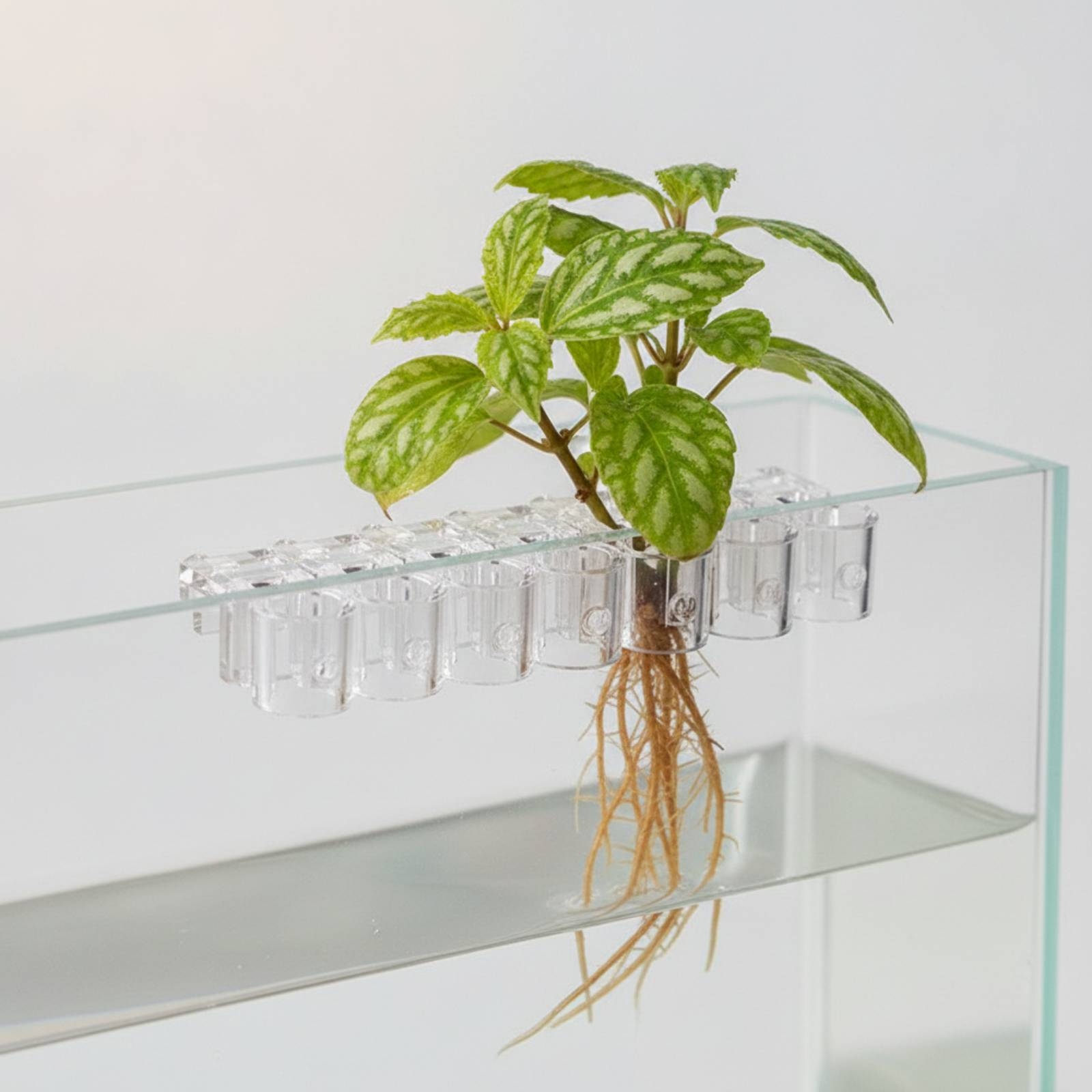 6 Buah Penjepit Penyangga Hidr - Aquarium Planting ulasan dan harga