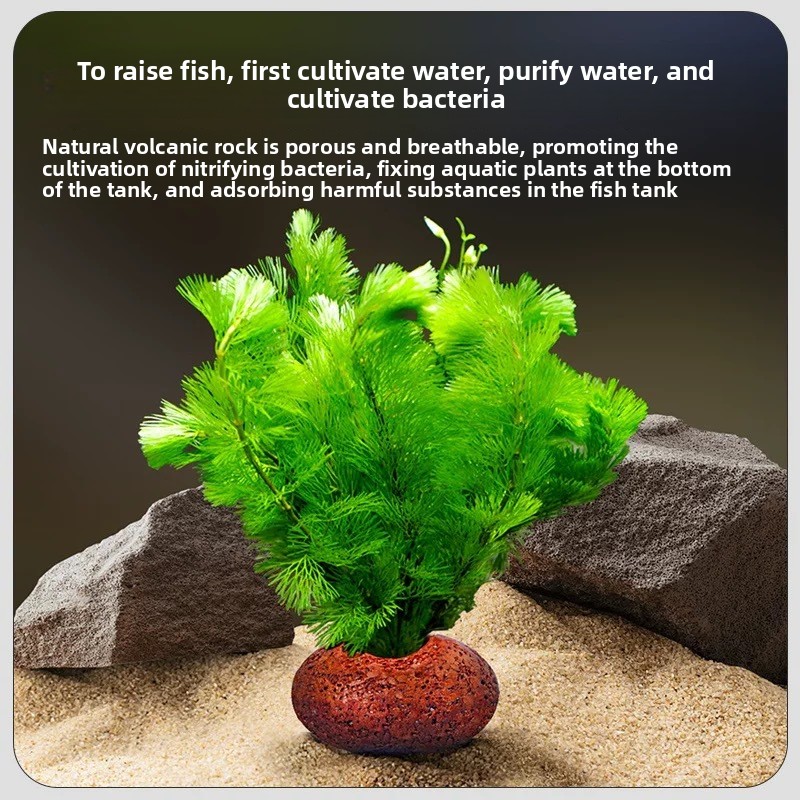 Cincin Tanam Tanaman Akuarium  - Planted Aquarium Care ulasan dan harga