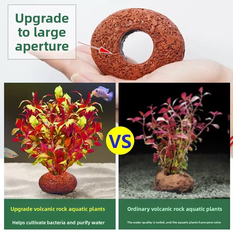 Cincin Tanam Tanaman Akuarium  - Planted Aquarium Care ulasan dan harga