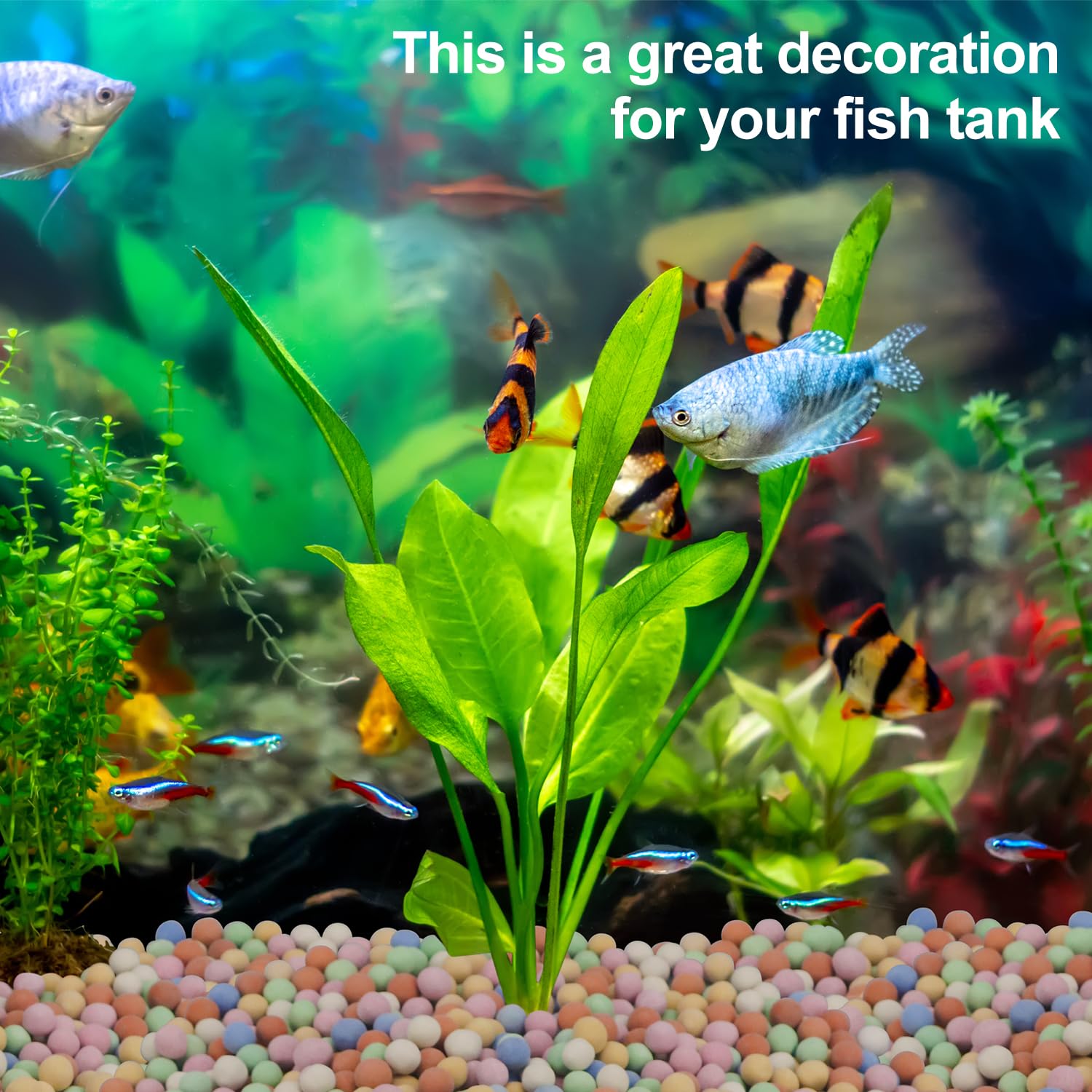 Tanaman hidroponik Dekorasi ak - Aquarium Plant Vitamins ulasan dan harga