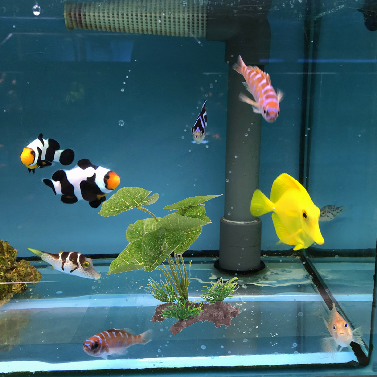 Tanaman Akuarium Plastik Reali - Planted Aquarium Care ulasan dan harga