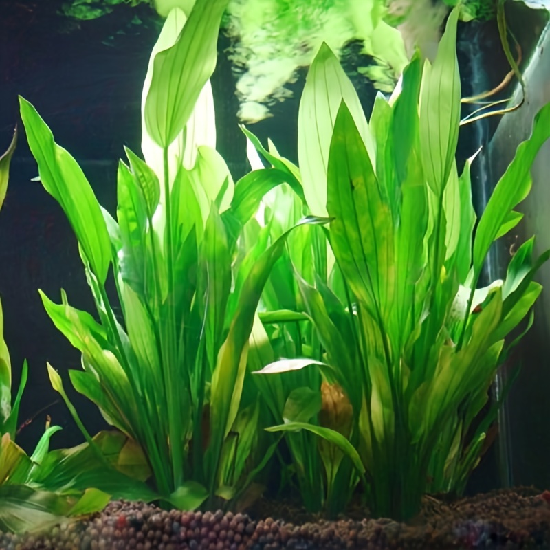 10 Buah Tanaman Air Buatan Dek - Non Planted Aquarium Fish ulasan dan harga